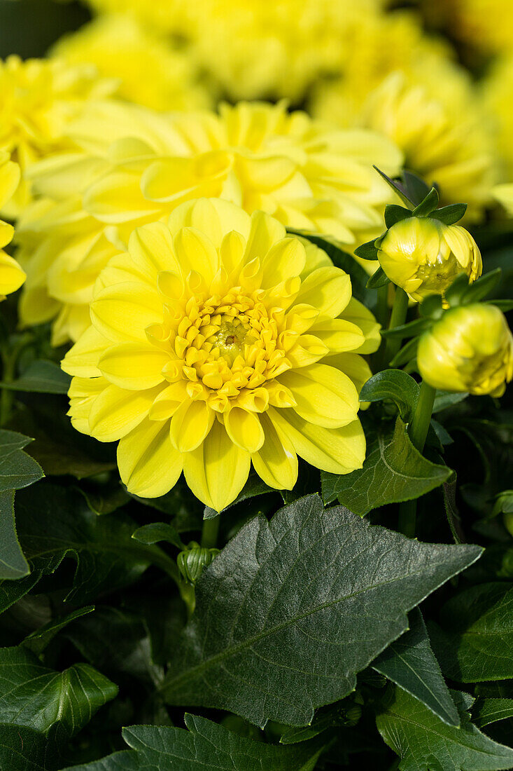 Dahlia cultivars Dalina® Midi ''Corsica''