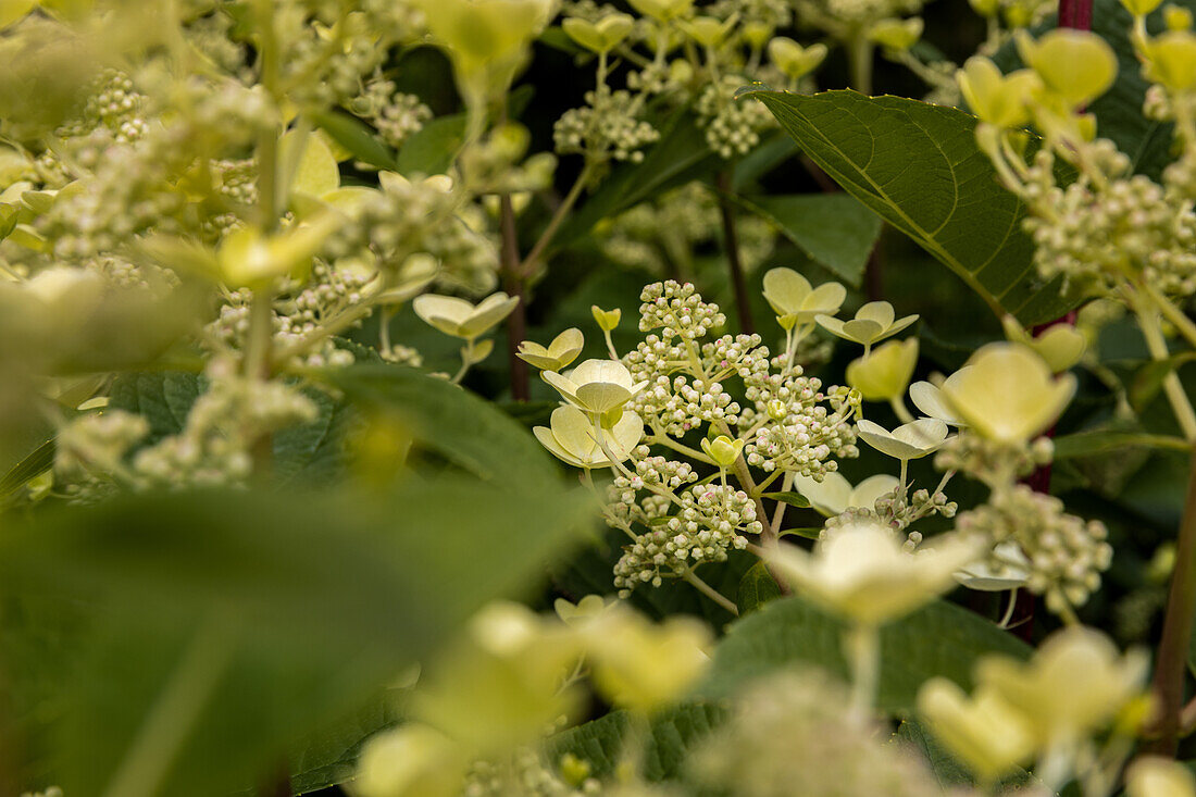 Hydrangea arborescens