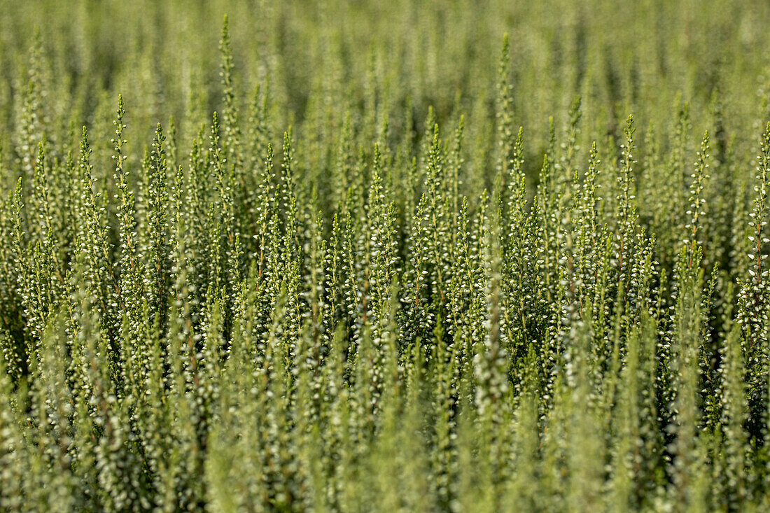 Calluna vulgaris 'Madonna'