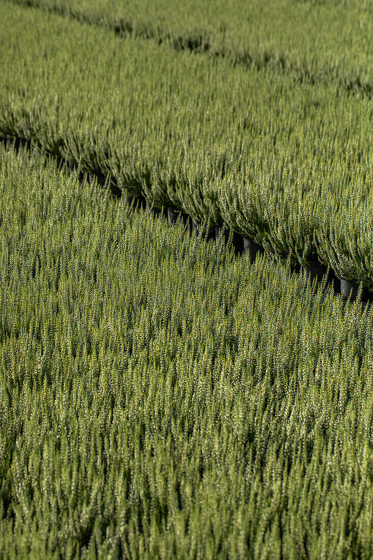 Calluna vulgaris 'Madonna'