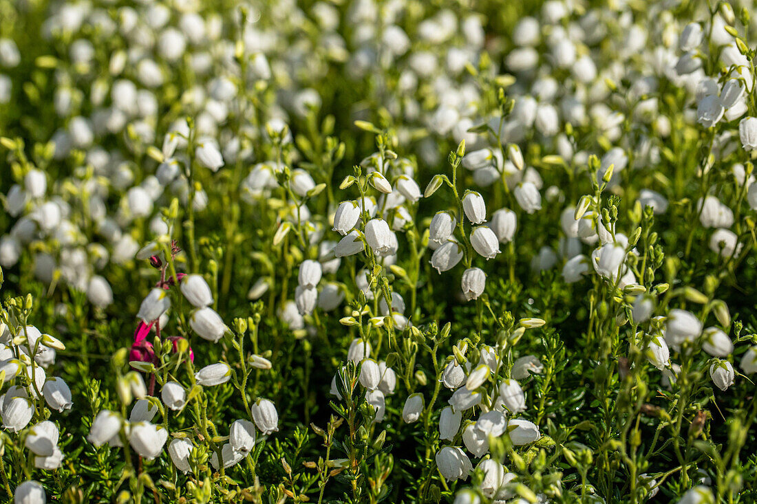 Daboecia 'Alberta White'