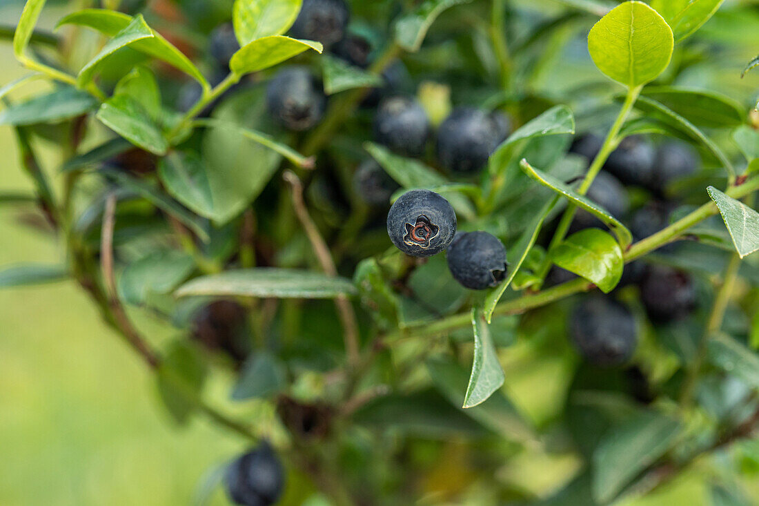 Vaccinium angustifolium 'BerryBux®'