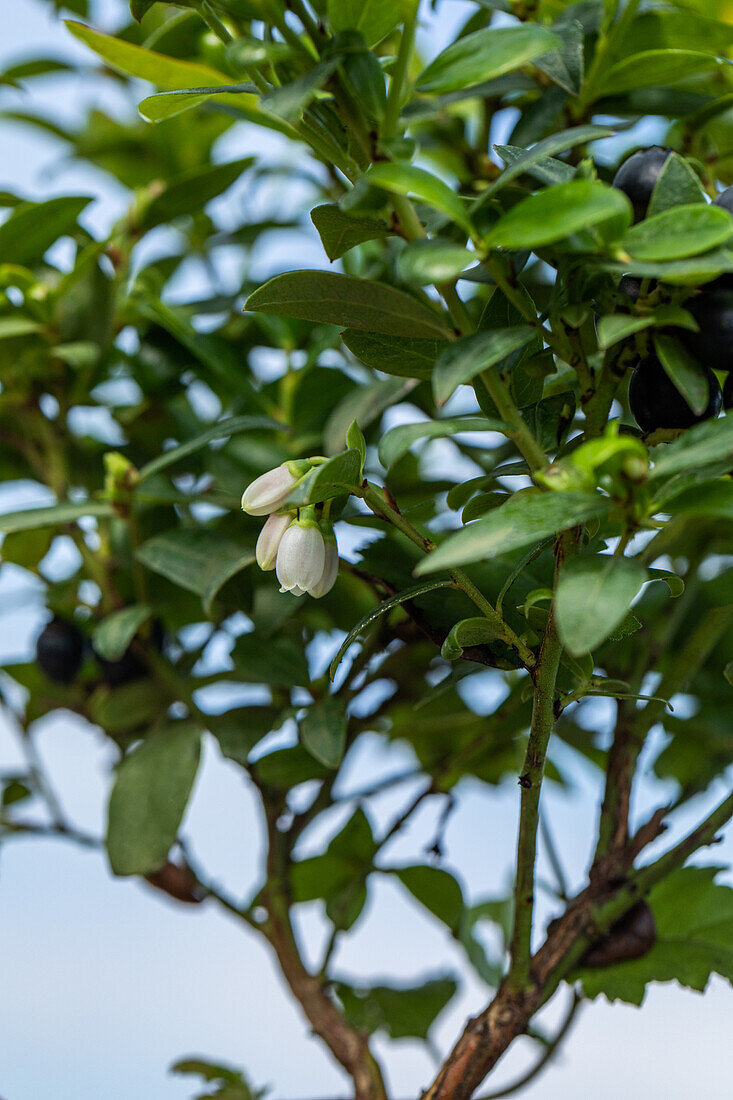 Vaccinium angustifolium 'BrazelBerry® Berry Bux®'