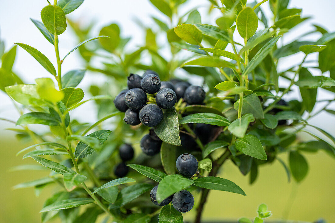 Vaccinium angustifolium 'BerryBux®'