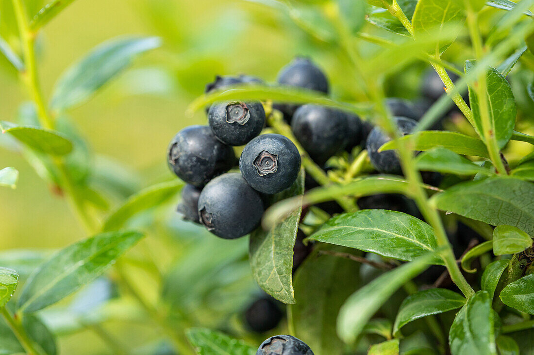 Vaccinium angustifolium 'BerryBux®'