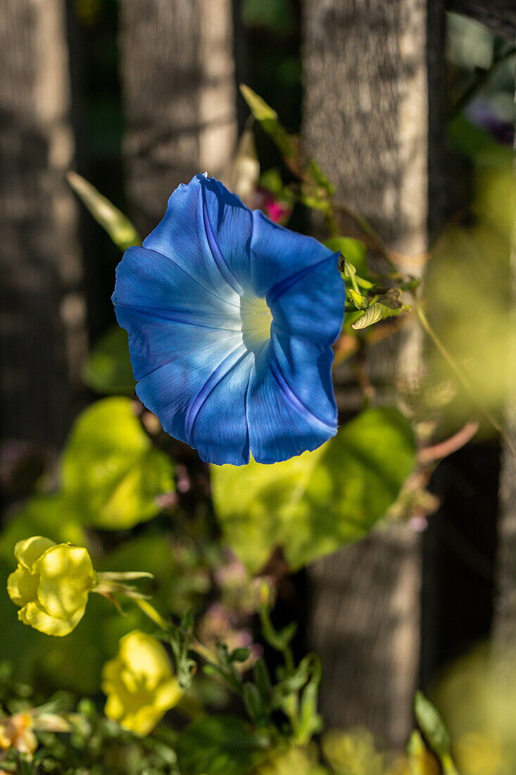 Ipomoea tricolor, blau