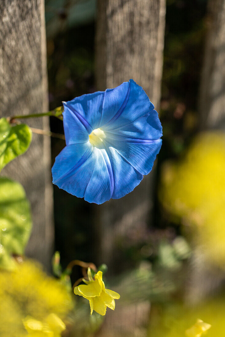 Ipomoea tricolor, blue