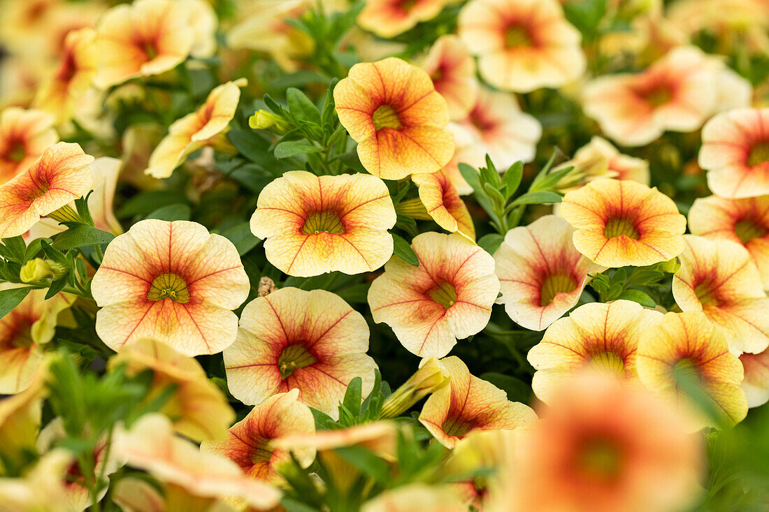Calibrachoa MiniFamous® Uno 'Yellow Red Eye' cultivars