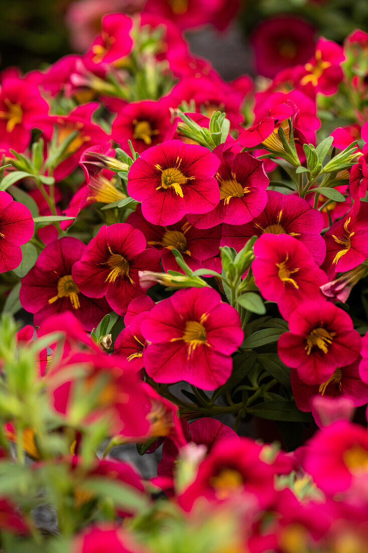 Calibrachoa cultivars Rave® Sel® ''Cherry''