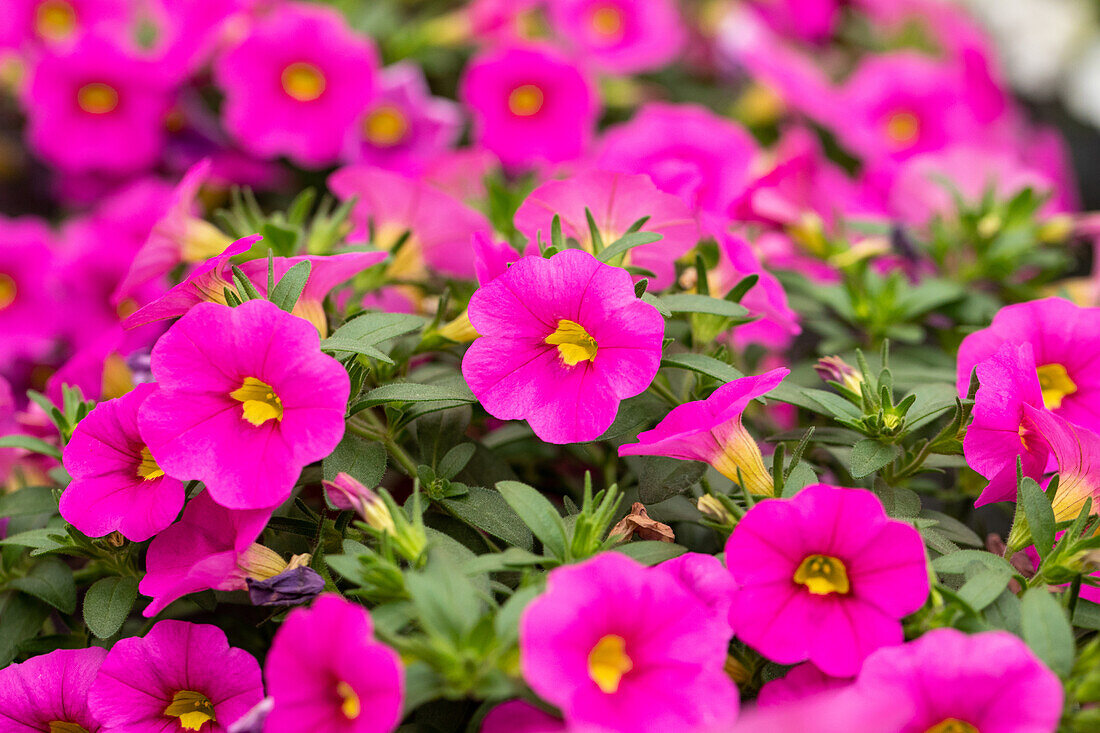 Calibrachoa cultivars MiniFamous® Piú Sel® ''Pink''