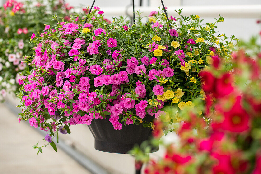 Calibrachoa 'MiniFamous'® Neo Double