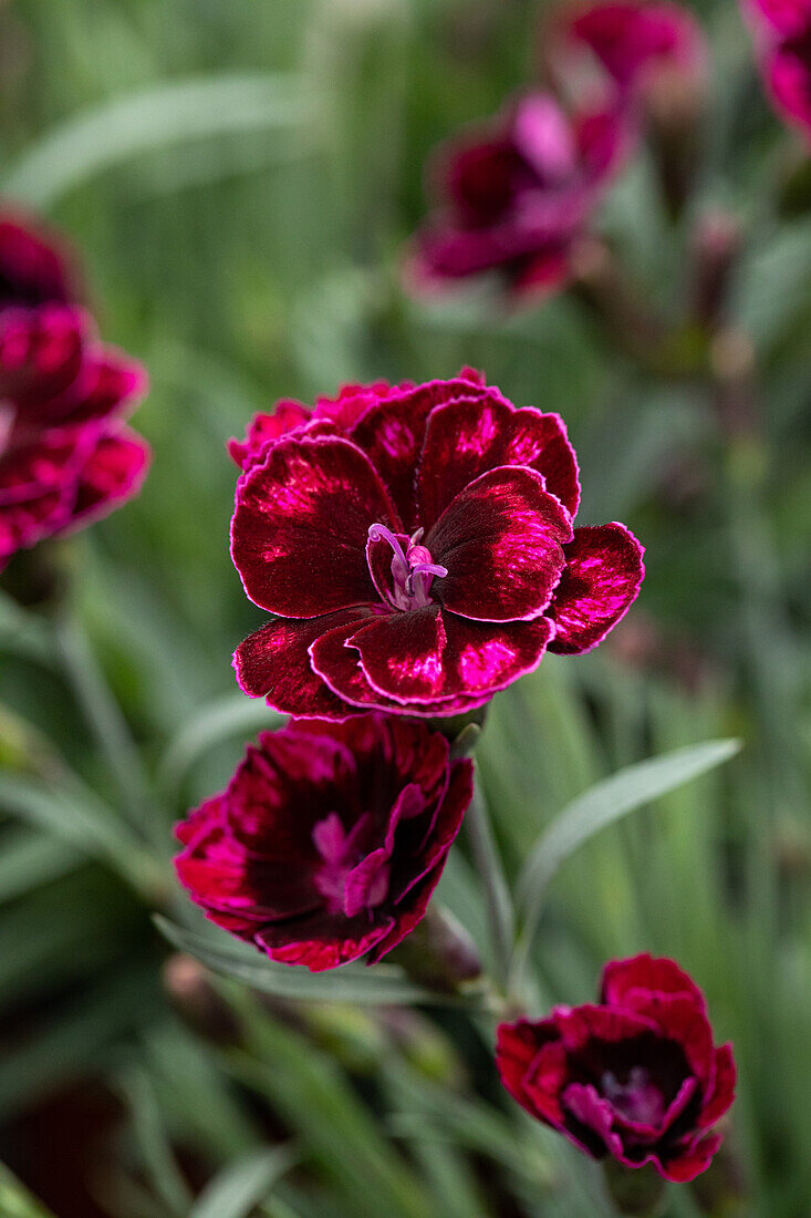 Dianthus Diantica® Dark Purple