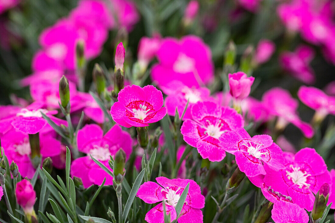 Dianthus cultivars Pillow Sel® ''DSS purple pink 077''