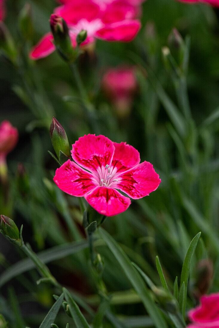 Dianthus cultivars Pillow Sel® ''DSS purple pink 80''