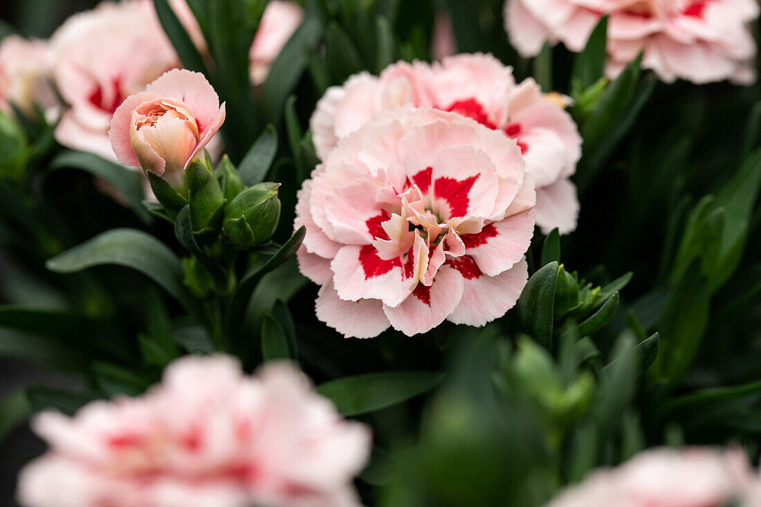 Dianthus caryophyllus 'Oscar® Pink Star'