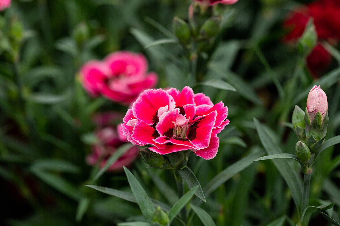 Dianthus caryophyllus Capitán® Sel® ''Cook''