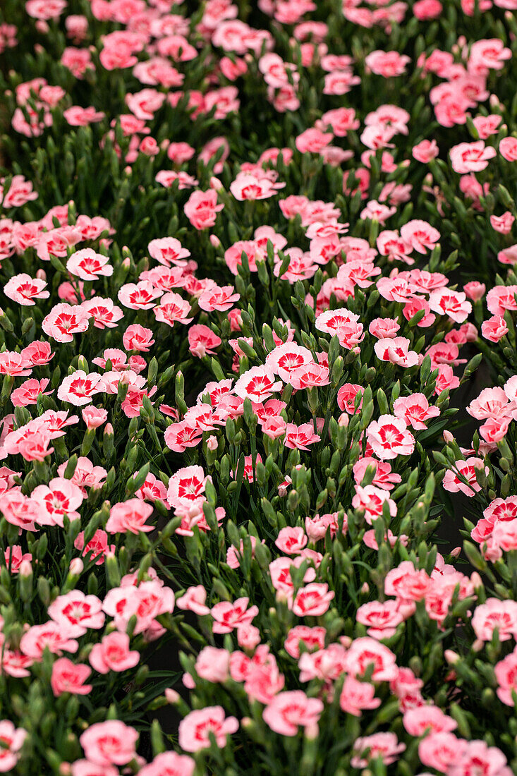 Dianthus 'Peach Party'®