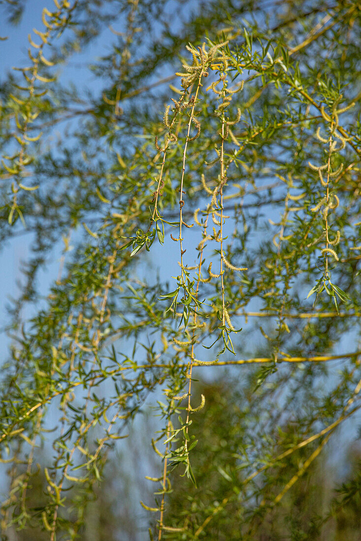 Salix alba 'Tristis'