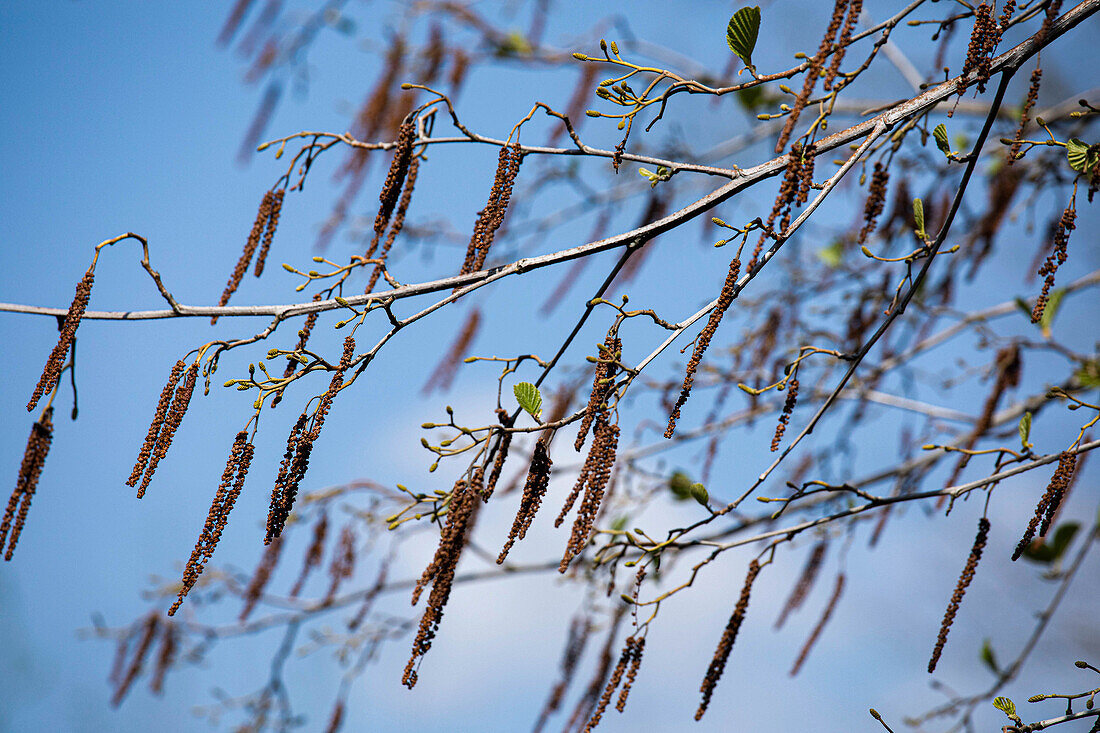 Alnus glutinosa