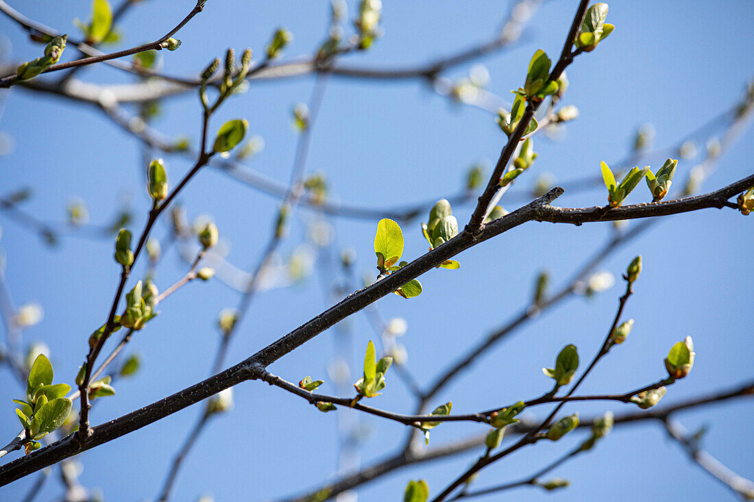 Alnus cordata