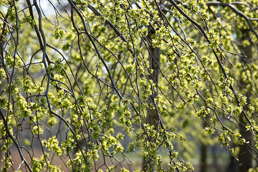 Ulmus glabra 'Pendula' specimen