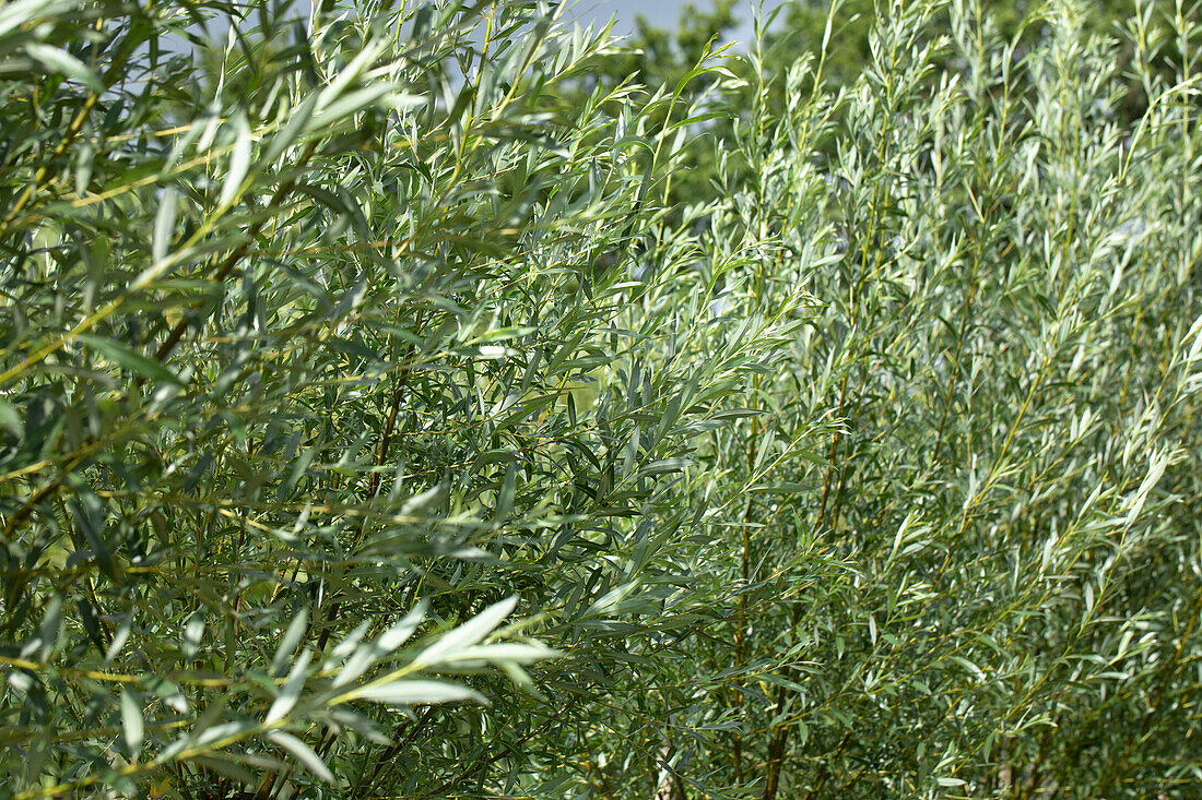 Salix alba