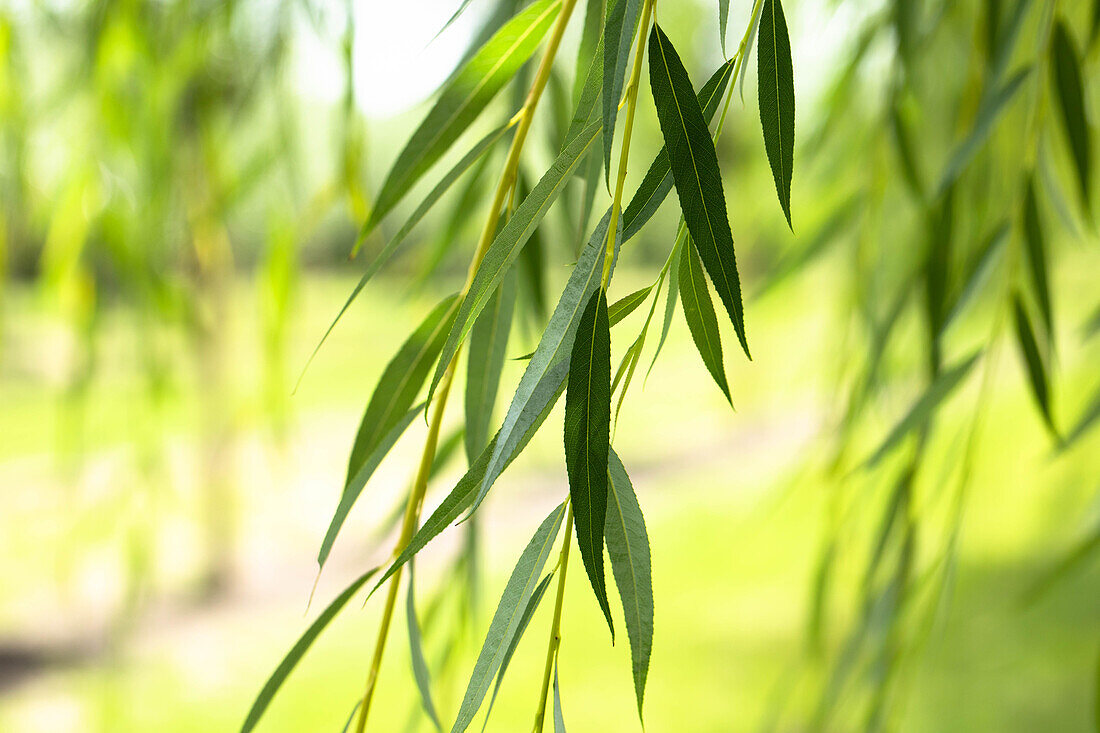 Salix alba 'Tristis'.