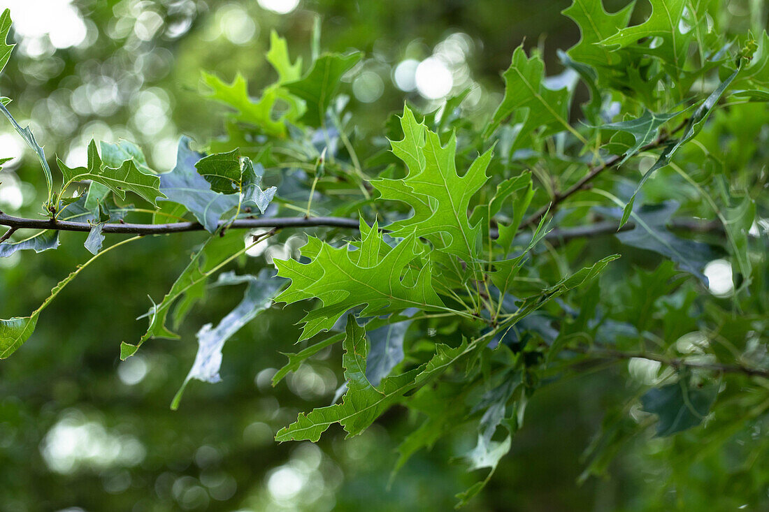 Quercus rubra