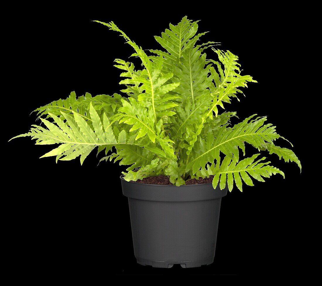 Blechnum spicant