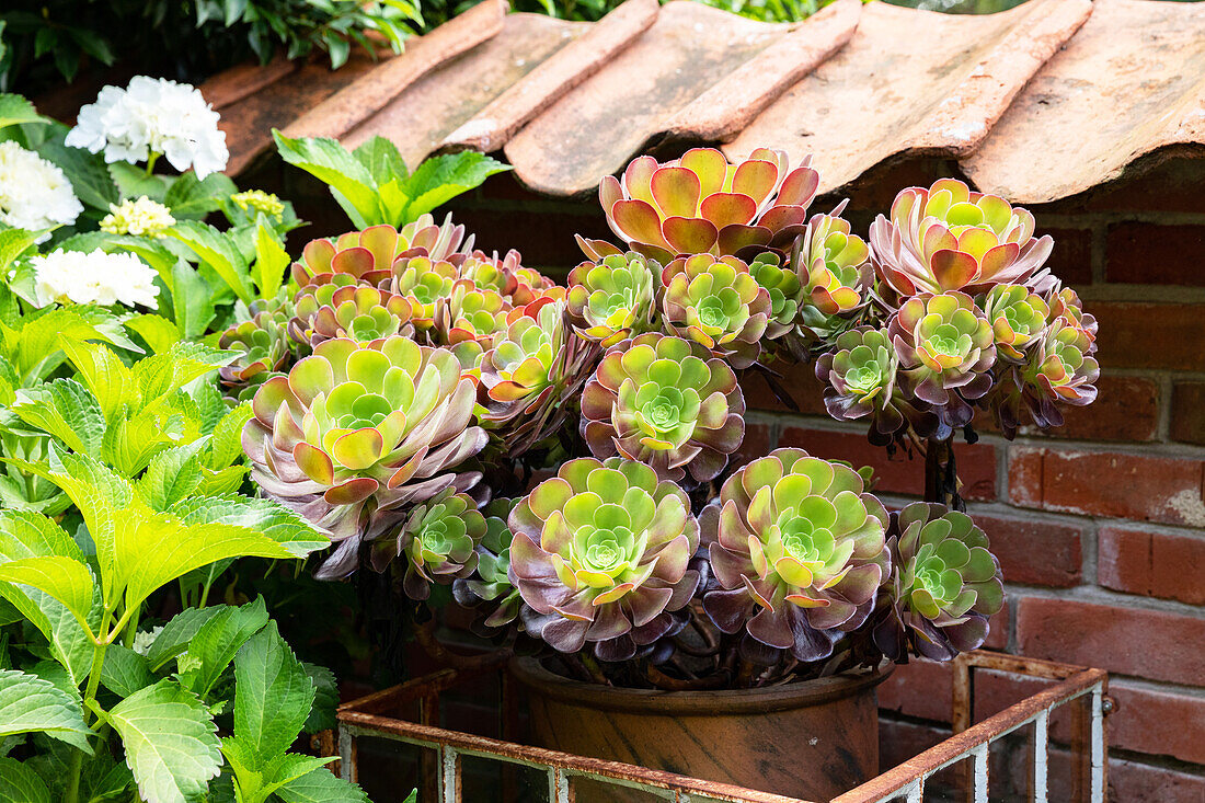 Aeonium arboreum 'Foliis purpureis'