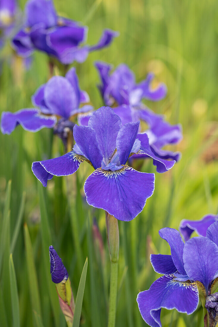 Iris sibirica 'Dear Delight'
