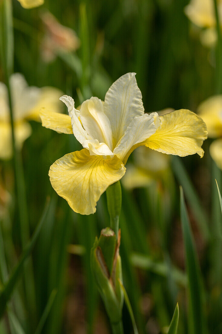 Iris sibirica 'Butter and Sugar'