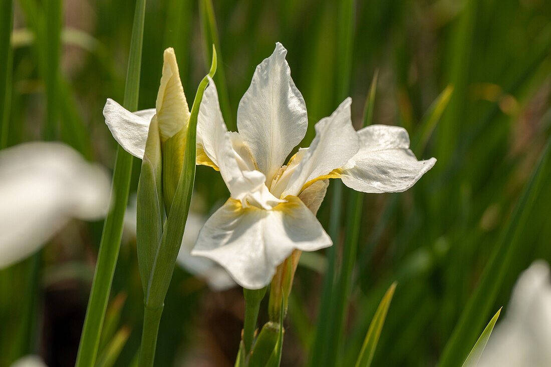 Iris sibirica 'White Horse'