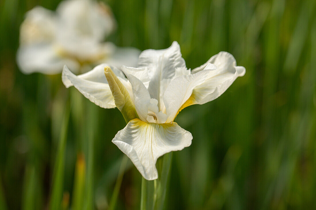 Iris sibirica 'White Horse'