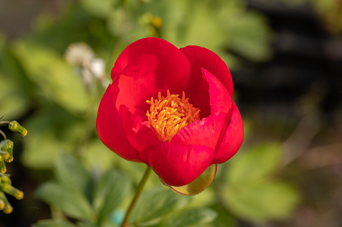 Paeonia lactiflora 'Flame'