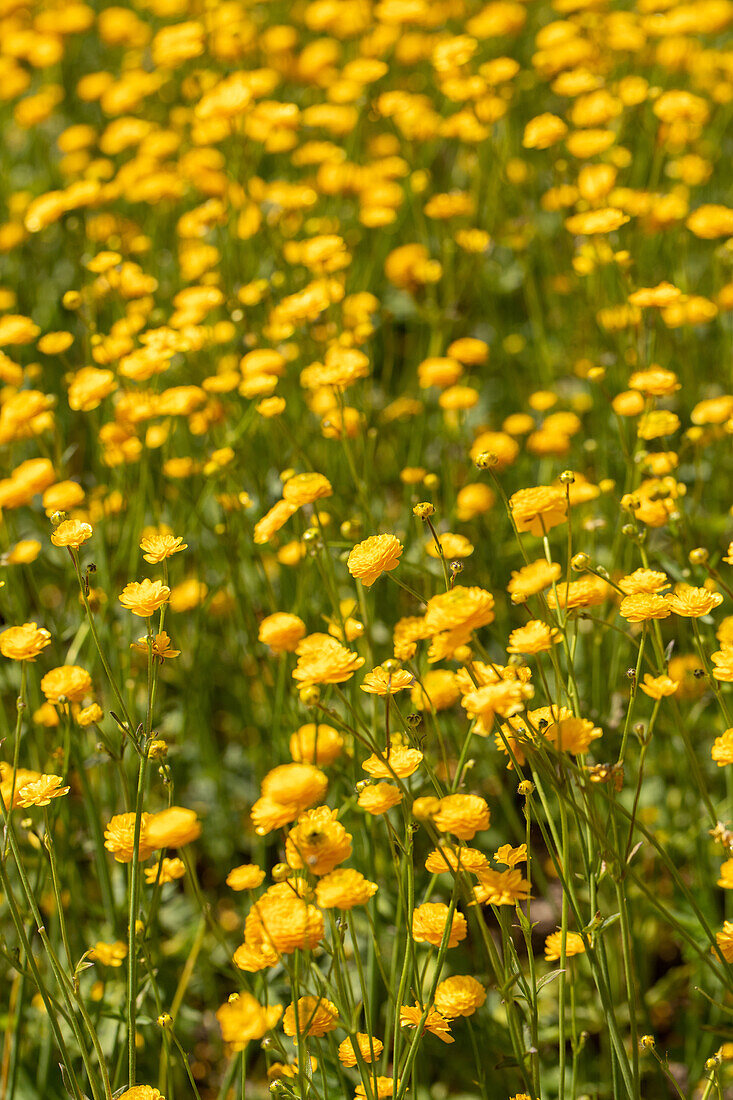 Ranunculus acris Multiplex