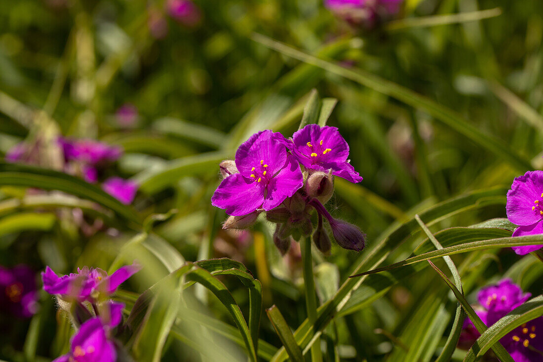 Tradescantia andersoniana, carmine red