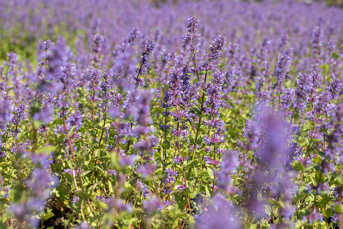 Nepeta racemosa 'Superba'