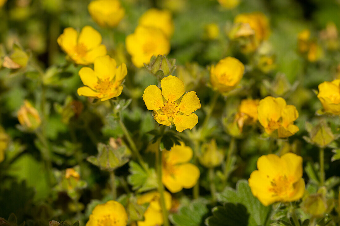 Potentilla megalantha