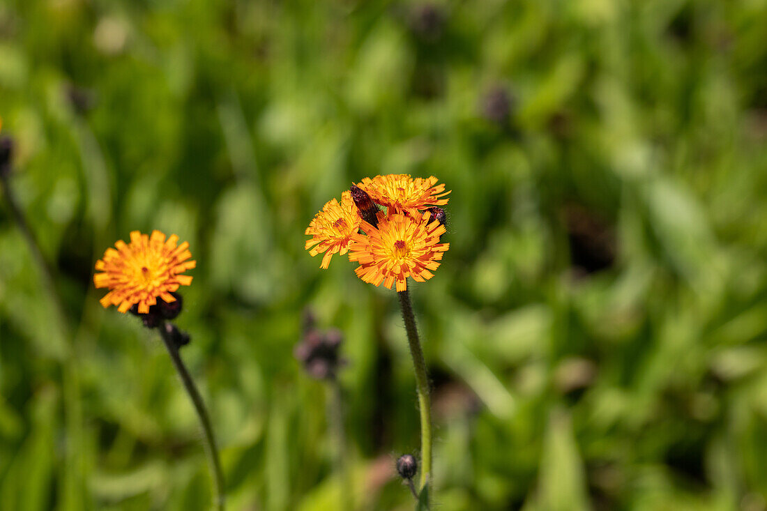 Hieracium aurantiacum