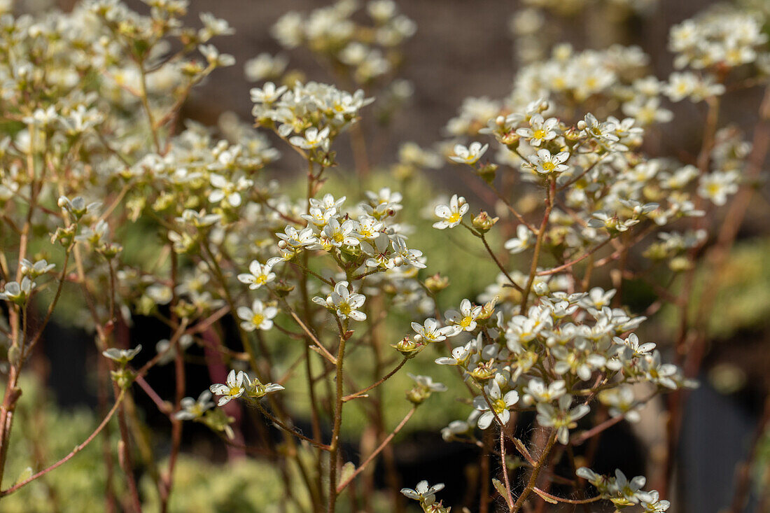 Saxifraga paniculata, weiß