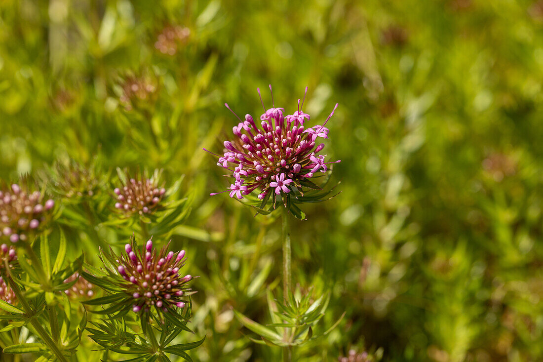 Phuopsis stylosa 'Purpurea'