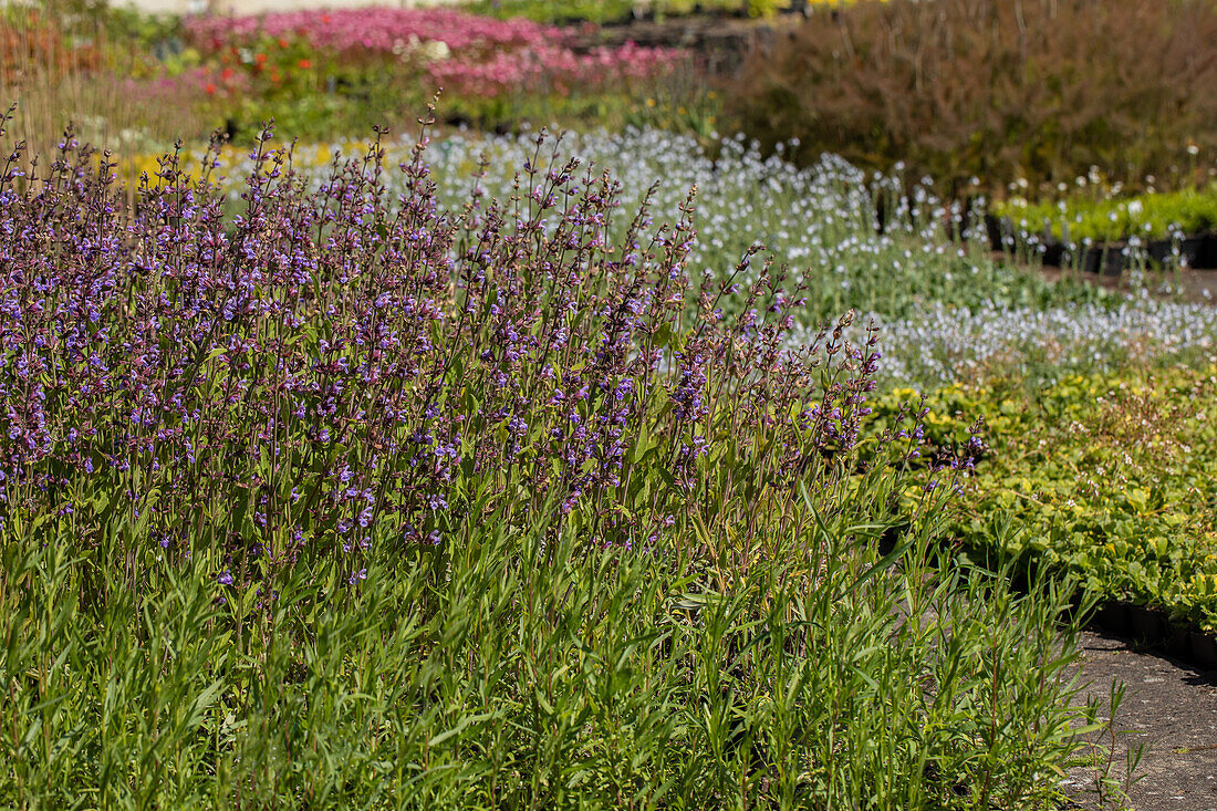 Salvia lavandulifolia