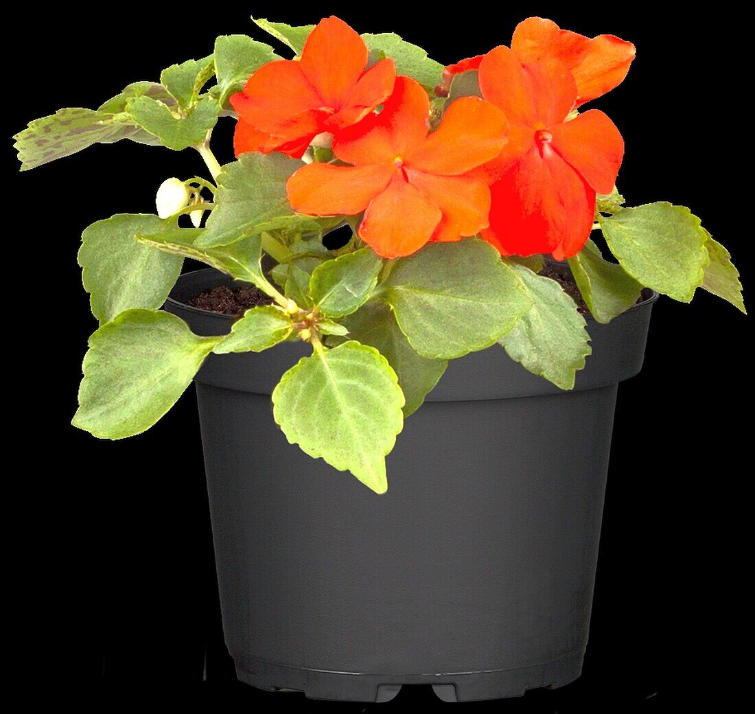 Impatiens walleriana, rot