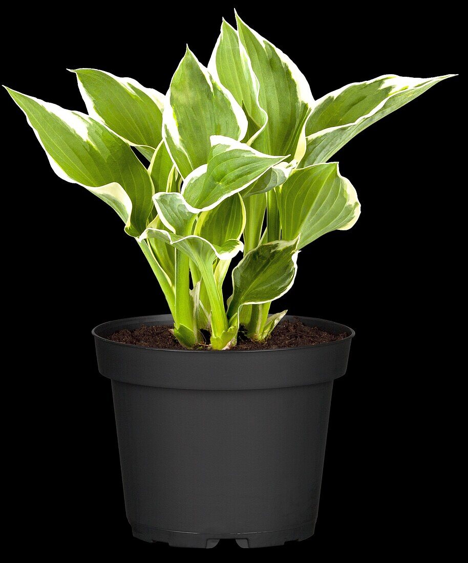 Hosta, weißrandig