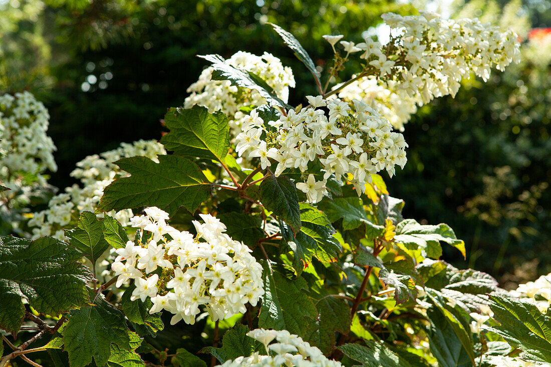 Hydrangea quercifolia 