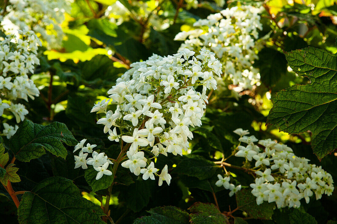 Hydrangea quercifolia