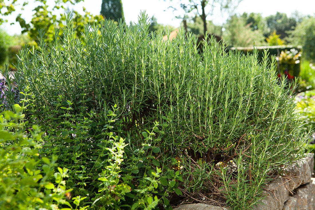 Rosmarinus officinalis 'Arp'