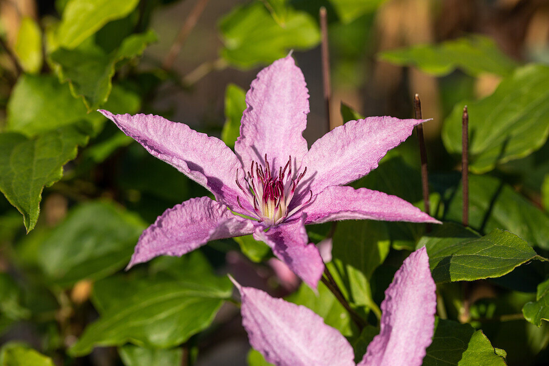 Clematis 'Hagley Hybrid'