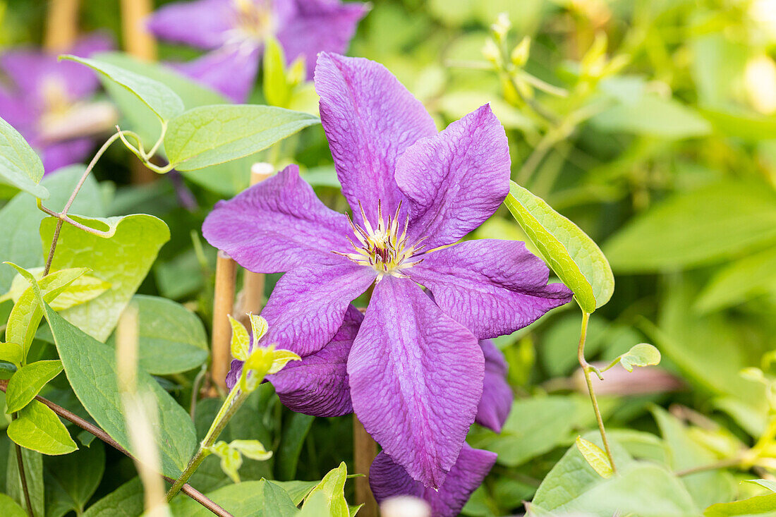 Clematis viticella 'Polish Spirit'